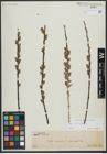 Foto von Salix viminalis L.